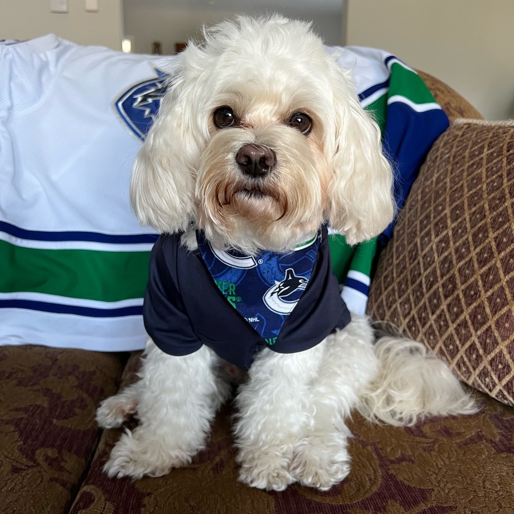 Bandana for Small breed dog - Canucks Navy - Picture 1 of 3